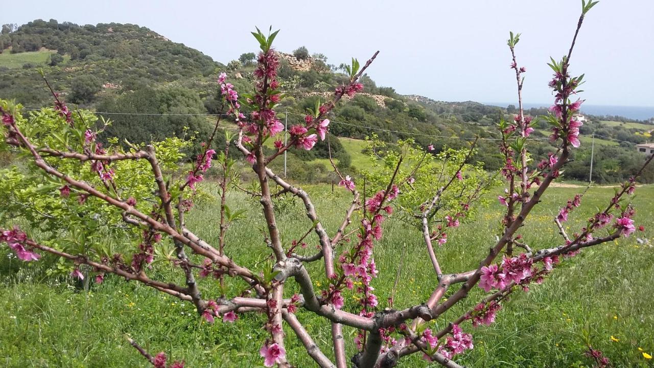 La Casetta Rosa Tertenìa Exterior foto